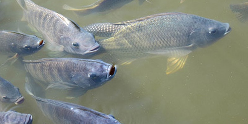 Darurat Ekologis, Thailand Resmi Perintahkan Pembasmian Ikan Nila Hitam