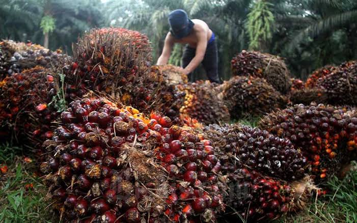 Harga Sawit di Riau Naik lagi