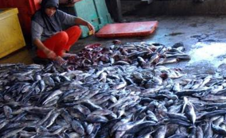 Waspada, Ada Ikan Berformalin Beredar di Pekanbaru