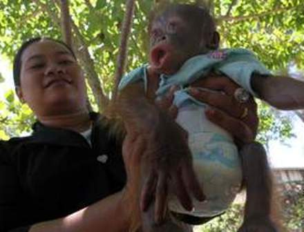 Polda Riau Usut Kasus Perdagangan Bayi Orangutan Tipe Pongo Abelii