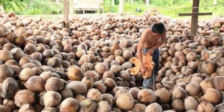 Harga Komoditi Perkebunan Riau Pekan Ini Cenderung Stabil