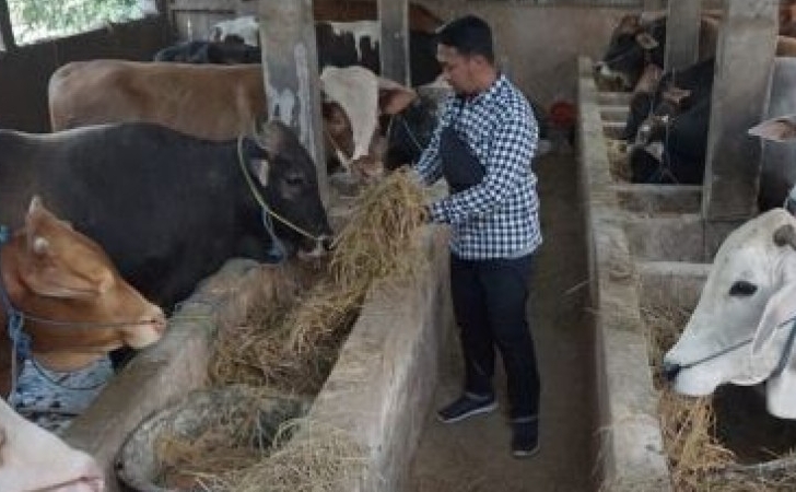 30 Ekor Sapi Warga Berhasil Sembuh dari PMK di Riau