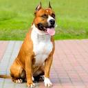Hukum Muslim Memelihara Anjing tanpa Kebutuhan