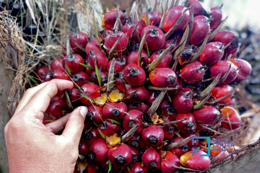 Kabar Gembira Petani Riau: Harga TBS Umur 9 Tahun Capai Nilai Tinggi Rp3.842