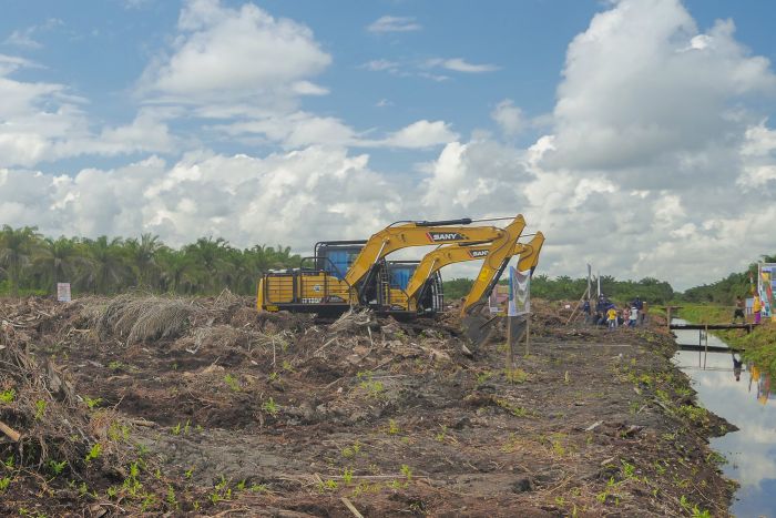 Riau Mendapat Dana Peremajaan Sawit Rakyat 24 Hektar