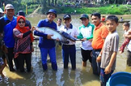 Ahmad Fikri Balon Bupati Kampar Bersama Ribuan Rakyat Panen Ikan di Kampar Kiri