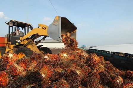 Gubri: data KPK 300 perusahaan perkebunan sawit di Riau tidak taat membayar pajak