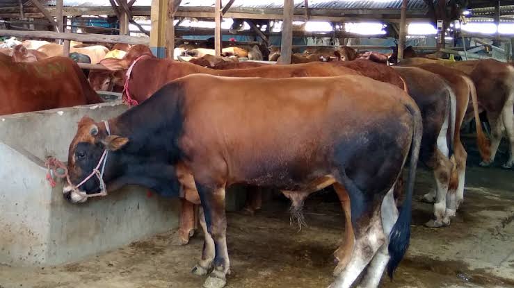 Pemprov Permudah Izin Masuk Sapi ke Riau