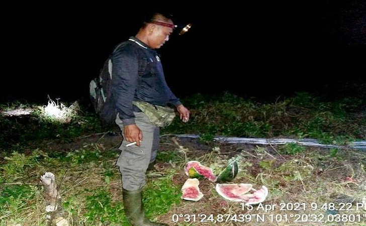 11 Ekor Gajah Hampir Masuki Kota Pekanbaru
