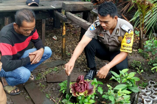 Fenomena Bunga Bangkai Riau, Kembali Ditemukan di Inhil