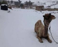 Wow, Salju Turun di Mesir