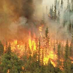 Kebakaran Hutan Makin Gila-gilaan,Kemana Pemimpin Riau?