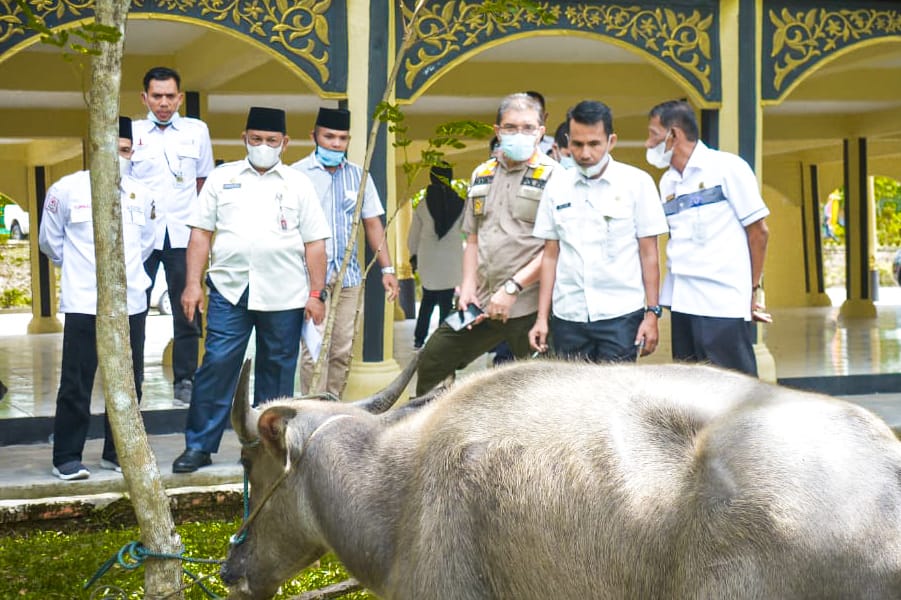 Olek Penobatan Ketua LAK Kampar, Satu Ekor Kerbau Kurus di Sembelih 