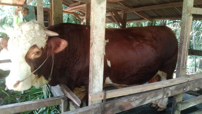 Riau Terima 14 Sapi Kurban dari Presiden Prabowo
