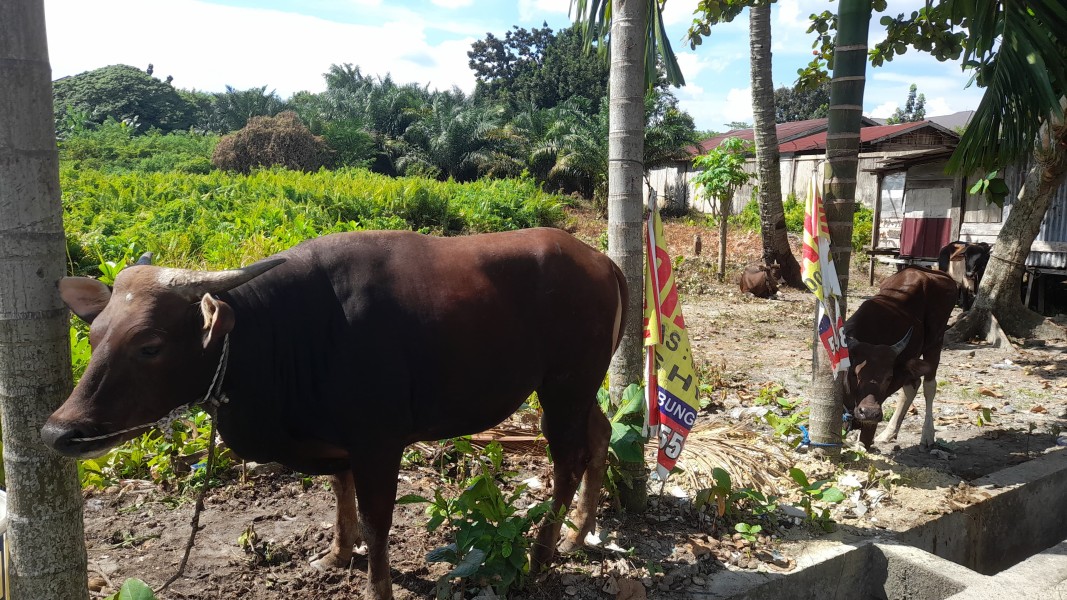 Hari Ini KAHMI Riau Sembelih Hewan Qurban