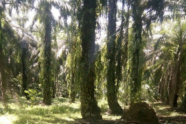27 Ribu Hektare Kebun Kelapa di Riau Akan di Replanting Tahun Depan