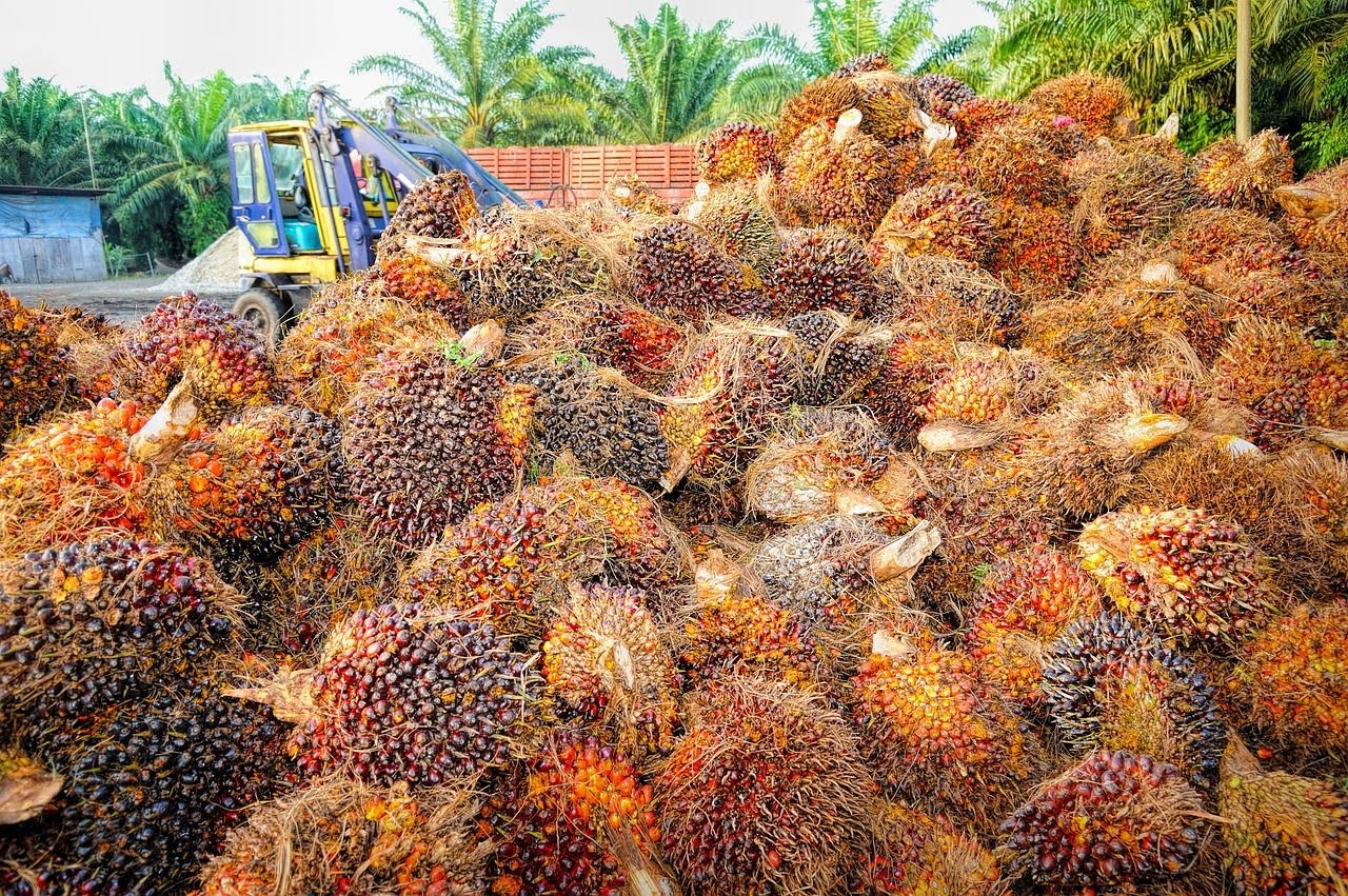 Gubri Minta Warga Urus Perizinan Kebun Sawit yang Ilegal