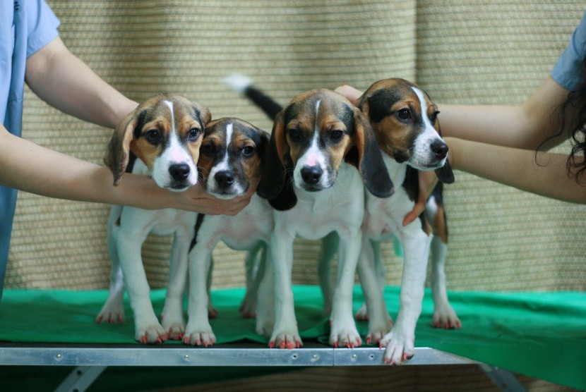Pekerjaan Rutin Bersentuhan dengan Anjing, Perlukah Bersuci Tujuh Kali?