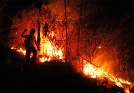 Kisah Mistis Pemadaman Api di Hutan Riau yang Dibantu Orang Bunian