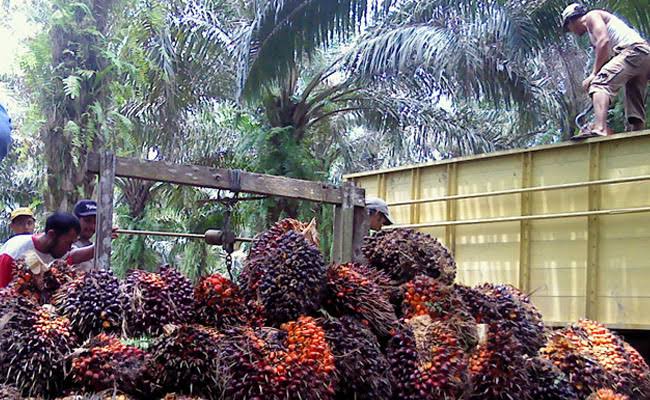 Harga Sawit di Riau Kini Tertinggi di Indonesia