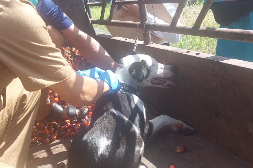 Pemkot Pekanbaru Targetkan 70 Persen Hewan Penular Rabies Divaksinasi