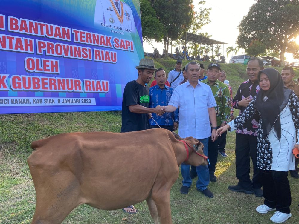 Sebanyak 269 Kelompok Peternak Sapi Terima Bantuan dari Pemprov Riau