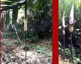 Sepasang Bunga Bangkai Setinggi 3,97 Meter Ditemukan Desa Bukit Melintang Kampar