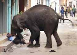 Gajah Liar di Riau Diperkirakan Tinggal 400 Ekor