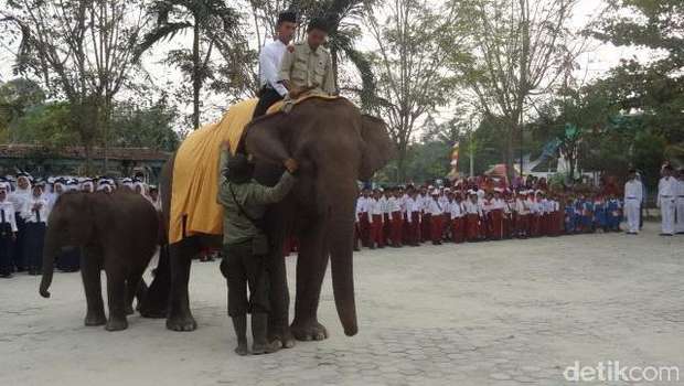 70 Tahun Merdeka dan Kisah Gajah di Riau Menghormat Sang Merah Putih