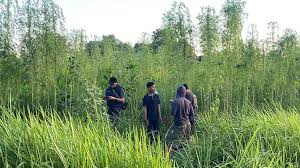 Tanaman diduga ganja di Pekanbaru negatif dalam uji cepat laboratorium