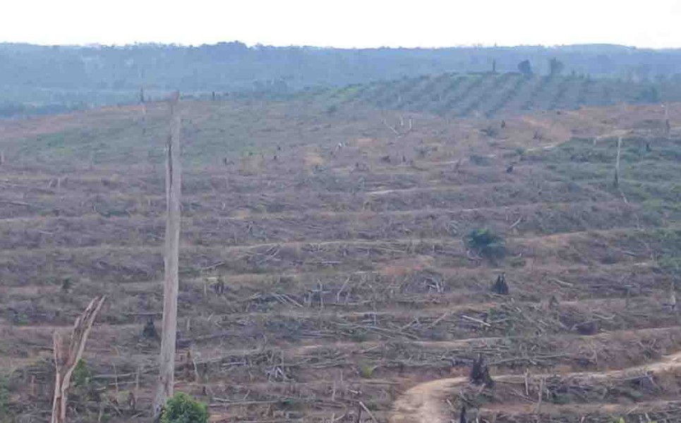 Relokasi TNTN Fokus pada Warga Lokal, Pemerintah Siapkan Transmigrasi Bertahap