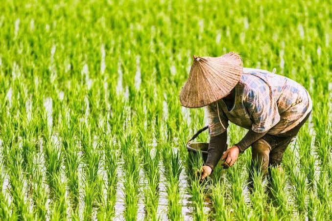 NTP Capai 159,11, Kesejahteraan Petani Riau Membaik