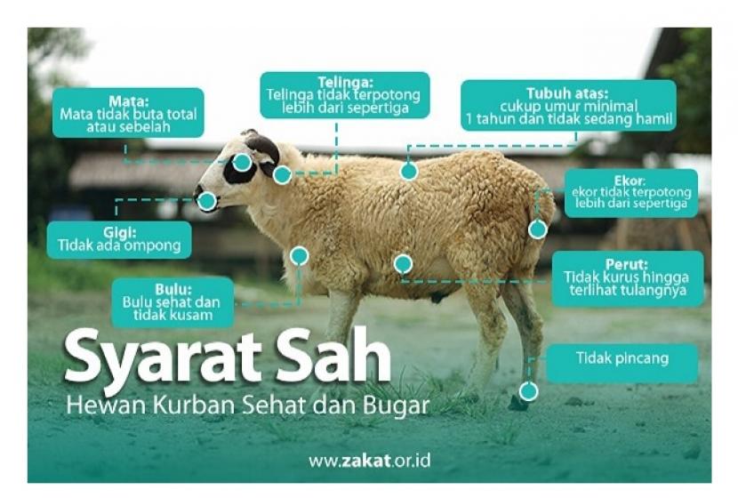 Bayar Utang atau Qurban, Mana yang Harus Didahulukan?