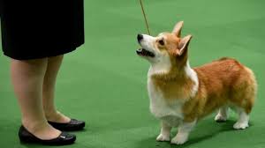 Memelihara Anjing, Bolehkah?