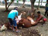 Mana yang Didahulukan Saat Idul Adha, Kurban atau Bersedekah?