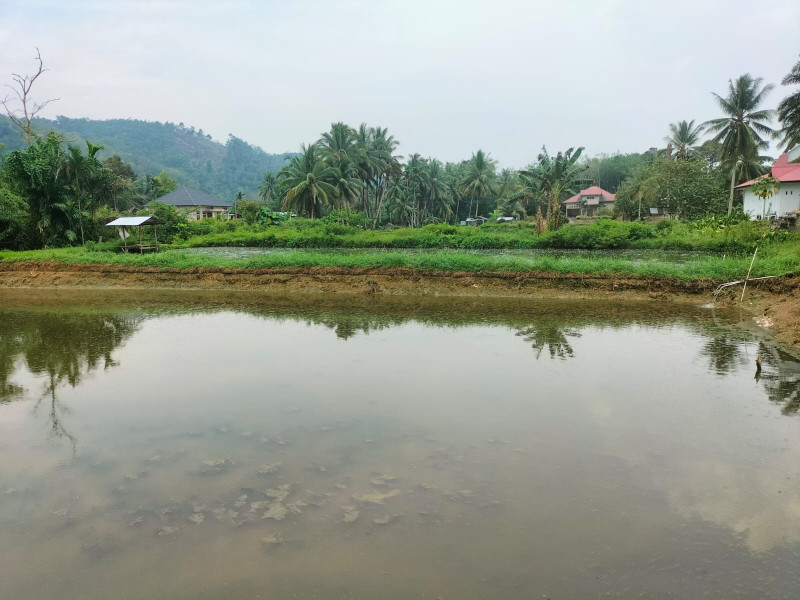 Daerah Penuh Rawa Berubah Menjadi Kampung Patin Desa Wisata