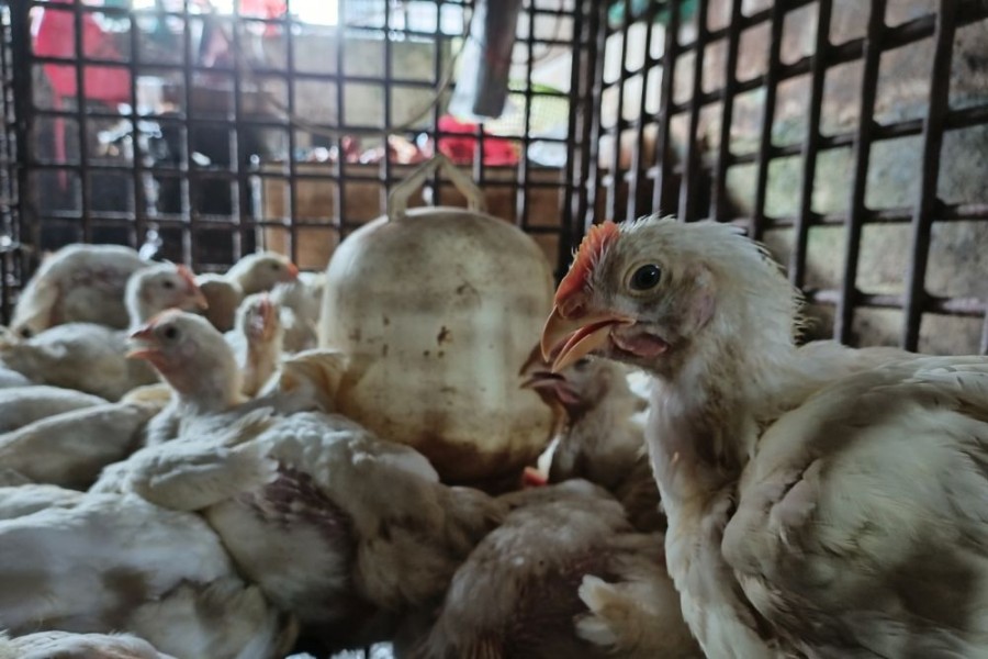 Pedagang Pasar Sail: Pasokan dari Peternak Aman, Harga Ayam Masih Rp35 Ribu