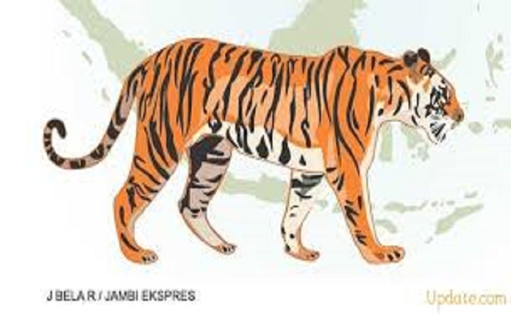 Warga Pelalawan Dihebohkan Informasi Kawanan Harimau