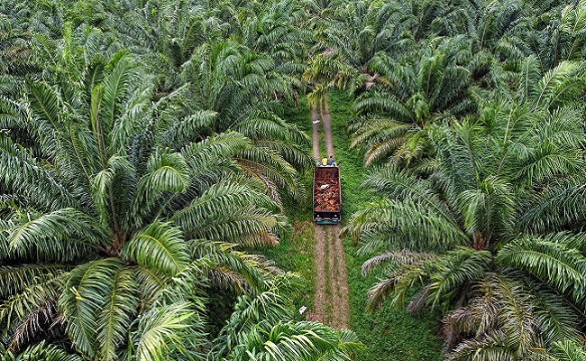 KNPI Riau Rilis Daftar 77 Perusahaan Perkebunan Sawit di Kawasan Hutan yang Diproses dan Ditolak Kementerian Kehutanan