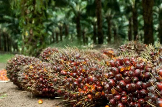 Harga TBS Sawit Riau Naik Lagi Pekan Ini, Rp2.805/Kg