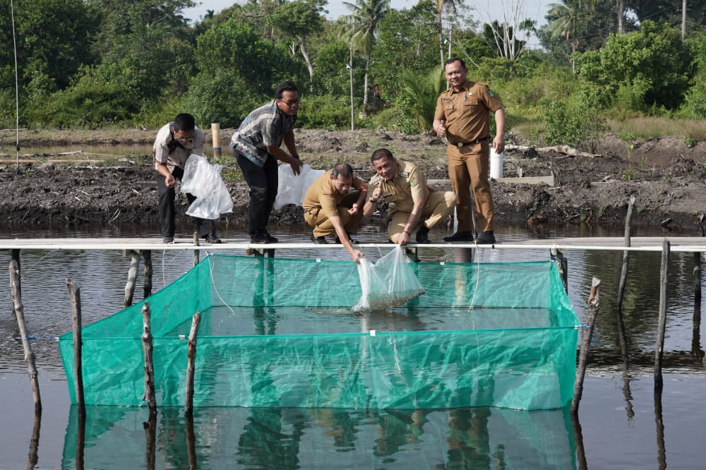 Bupati HM Adil Tabur Ribuan Benih Ikan Kakap Putih di BBI (Balai Benih Ikan) Meranti