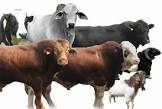 Tata Cara Penyembelihan Hewan Qurban
