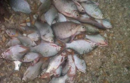 Ribuan Ikan di Sungai Tiu Kuansing Mati Mendadak
