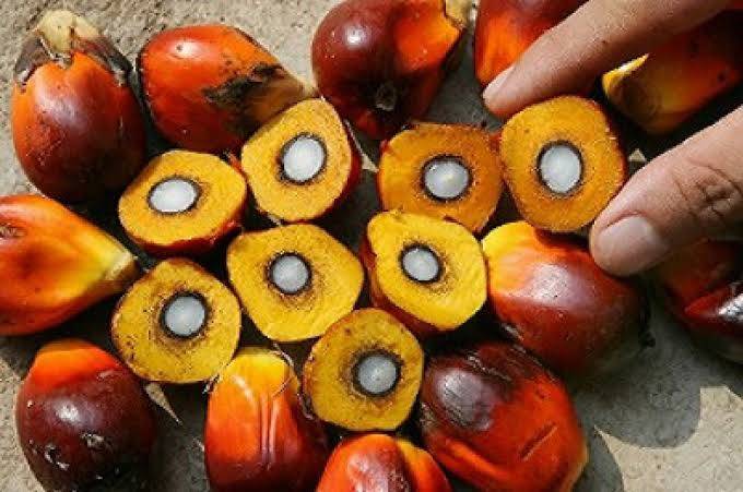 Harga TBS Sawit di Riau Kembali Naik Pekan Ini