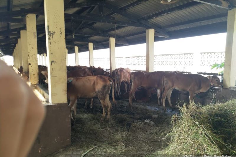 1.883 Sapi dibeli Pemrov Riau dari Jatim Segera Dikirim