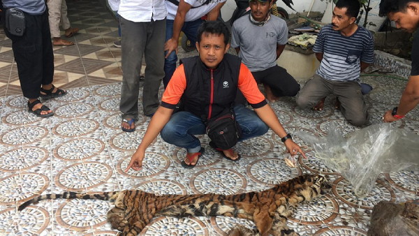 Pelaku Perdagangan Organ Harimau Sumatera Dibekuk Polda Riau
