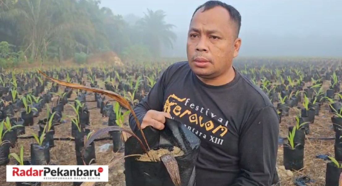 Ketua DPRD Sedih, Pembibitan Sawit Milik Dinas Perkebunanan dan Perternakan Tidak Terawat Serta Banyak Yang Mati