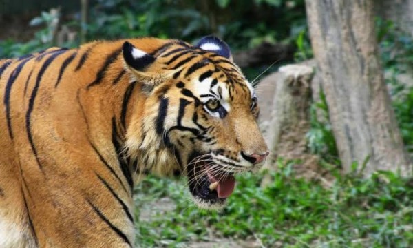 Plt Gubri Wan Thamrin Hasyim : Manusia Harus Didulukan, Baru Harimau