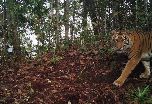 RAPP Tepis Kabar Hoax Soal Harimau Berkeliaran di Komplek Perusahaan