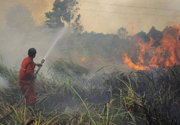 Pemprov Riau Keluarkan Maklumat Larangan Menebang Pohon dan Membakar Lahan, Pelaku Disanksi